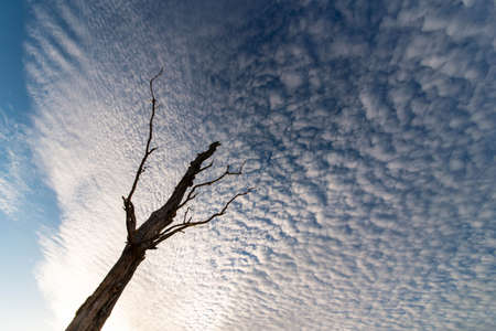A single dead tree trunk and a cloud shaped like a scaleの写真素材