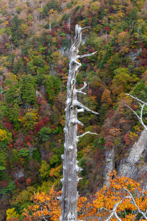 Beautiful white tree trunks and autumn leaves