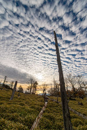 Beautiful scale-shaped clouds in the morning sunの写真素材