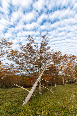A white tree trunk falling overの写真素材