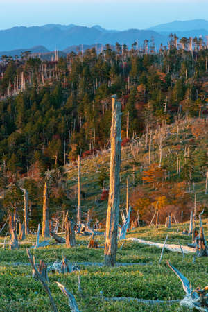 Dead tree trunks in disarray.