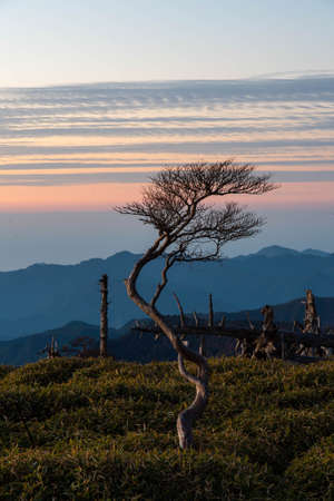 Crooked Trunk Trees and Morning Sunriseの写真素材