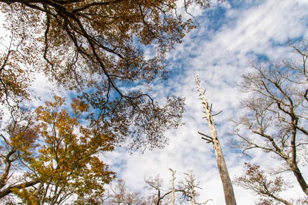 Autumn sky and many trees.の写真素材