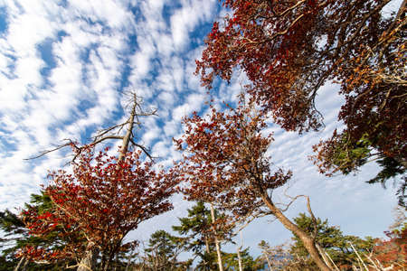 Beautiful foliage and scale-shaped clouds