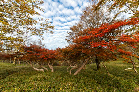 Red leaves and scale-shaped cloudsの写真素材