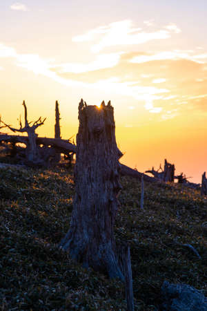 A dead and broken tree trunk and the morning sunの写真素材