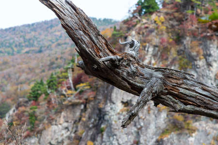 Tree trunks that look like the shape of living things
