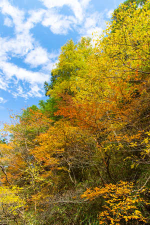 A mountain plant that mixes many colorsの写真素材