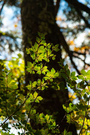 Leaves of plants that are transparent in the light