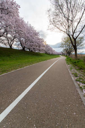 A row of cherry trees and a straight white sidewalkの写真素材