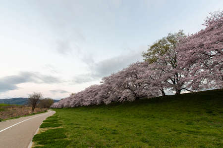 Cherry blossoms along a vast riverbankの写真素材