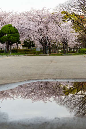 Cherry blossoms reflected in the puddles in the parkの写真素材