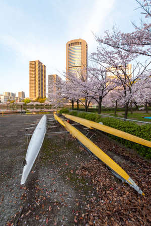 Skyscrapers, cherry blossoms and blue sky reflected in the river in the cityの写真素材