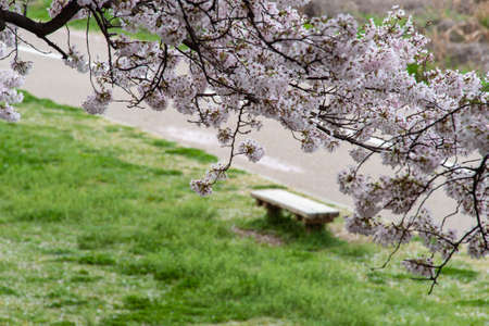 Cherry blossoms, banks and benchesの写真素材