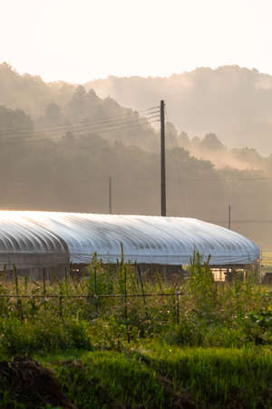 Morning mist and greenhouses in the morning sunの写真素材