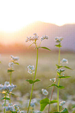 Buckwheat flowers shining in the morning sunの写真素材