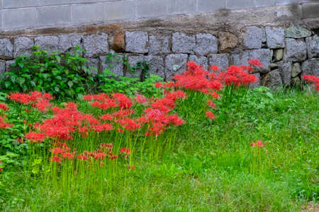 Stone walls, greenery and spider liliesの写真素材