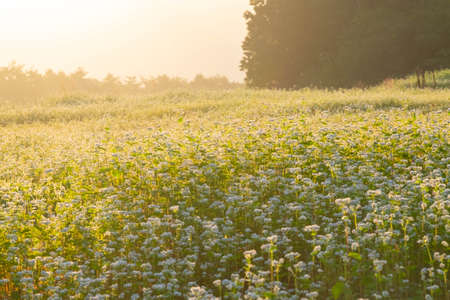 Morning mist and sunrise light and buckwheat fieldsの写真素材
