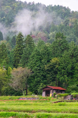 Morning mist, a farm tool hut and spider liliesの写真素材