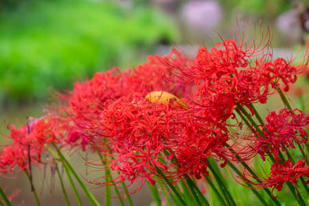 Spider lilies with yellow leavesの写真素材