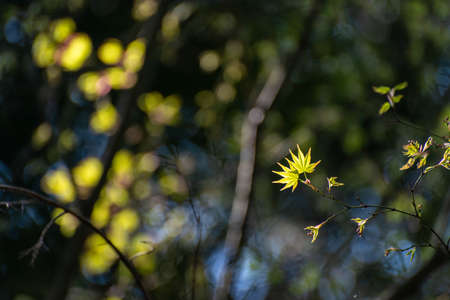 Bright green maple trees in the fresh green