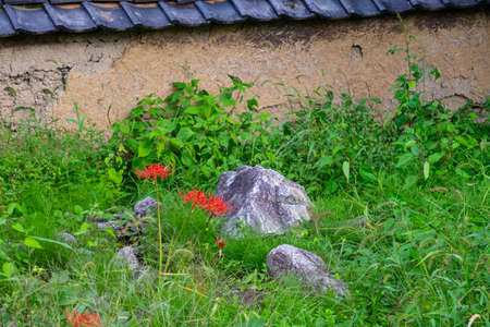 Old earthen walls and stones and spider liliesの写真素材