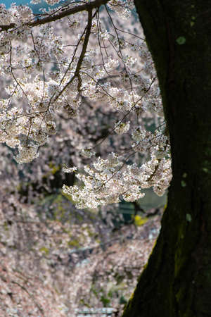 A trunk and a cherry blossom in the curving season