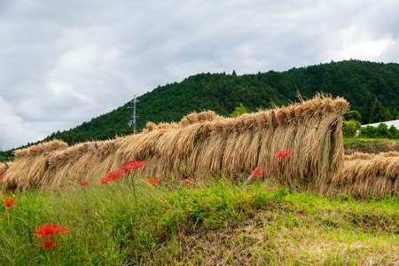 Rice fields and spider lilies after the harvestの写真素材