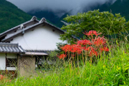 Triangular roofs, spider lilies and mist