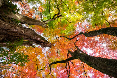 The forest is divided into red and green colors.