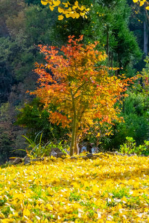 Red leaves and fallen ginkgo leaves all over the groundの写真素材