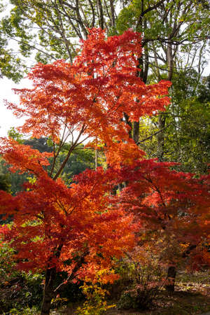 Autumn leaves turning bright redの写真素材