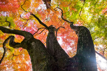 Trunk of a tree that has turned into a three-pronged tree with red leaves
