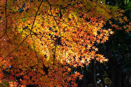 Contrast between light and shadow
