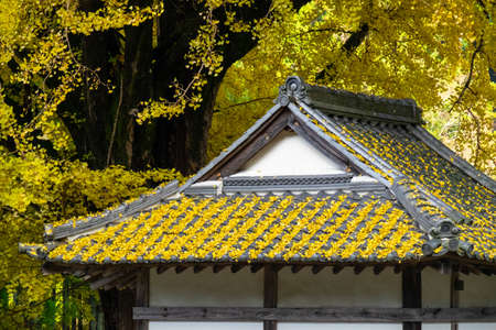 Fallen leaves of ginkgo on the roof of a Japanese style buildingの写真素材