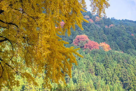 Red leaves and yellowed ginkgo leavesの写真素材