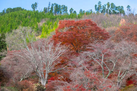 Red leaves and white tree trunksの写真素材