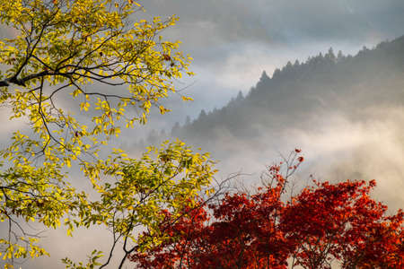 Yellow and red leaves and the morning mist in the backgroundの写真素材