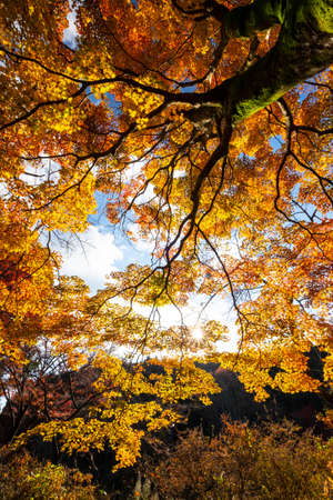 Yellow-tinted trees taken with an ultra-wide angle lensの写真素材