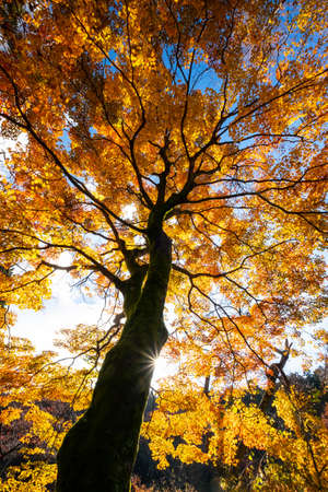 The sun and yellow-colored trees taken with an ultra-wide angle lensの写真素材