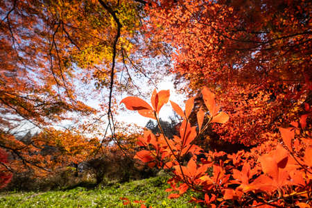 Red leaves that glow beautifully in the sunの写真素材