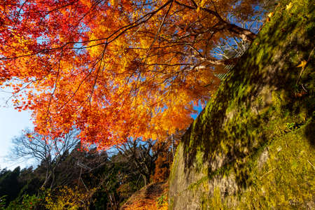Autumn leaves and shadows on a mossy wallの写真素材