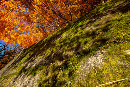 The shadow of autumn leaves on a mossy wallの写真素材