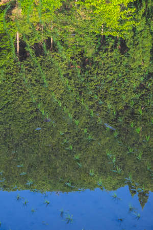 A forest reflected in a rice field just after plantingの写真素材