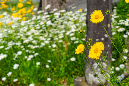 Clusters of yellow and white margueritesの写真素材
