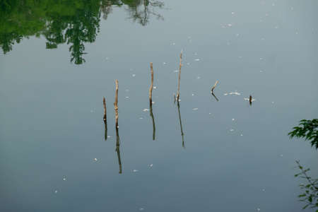Stems of plants reflected in the lake.の写真素材