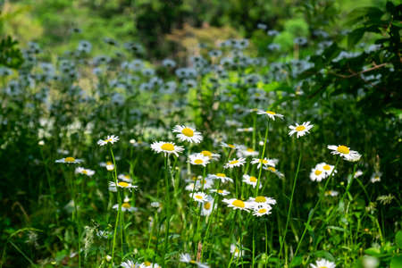 Margaret growing in clusters in the grassの写真素材