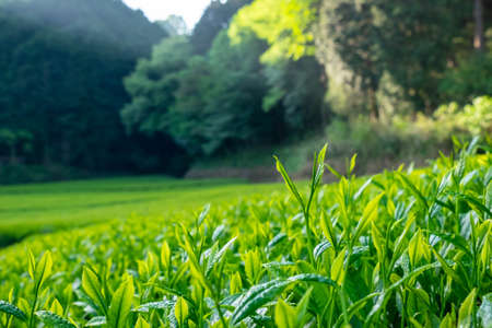 A tea plantation where the morning sun shines throughの写真素材