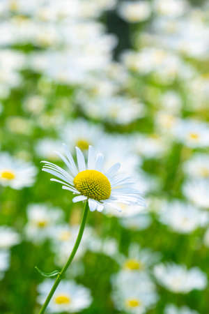 Clusters of white marguerites in full bloomの写真素材