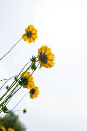Yellow Margaret reaching for the skyの写真素材